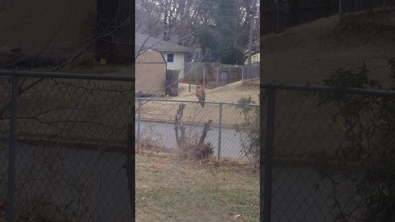 camera iphone 8 plus apk 😲A hawk in our back yard🐤🐤🐤🐤