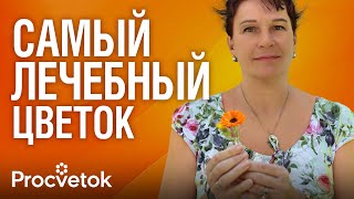 видео: ВИТАМИНЫ ДЛЯ ГЛАЗ РАСТУТ У ВАС В САДУ! Готовим целебную настойку и масло из календулы картинка: ВИТАМИНЫ ДЛЯ ГЛАЗ РАСТУТ У ВАС В САДУ! Готовим целебную настойку и масло из календулы