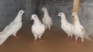 Мои голуби доехали в Казахстан. My pigeons arrived in Kazakhstan