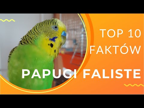 Wideo: Dlaczego papużki faliste skrzeczą?