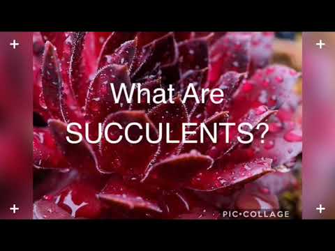WHAT ARE SUCCULENTS?