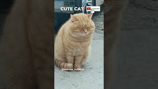 Cute cat is a sleepy fat cat #shorts #cat #cutecat