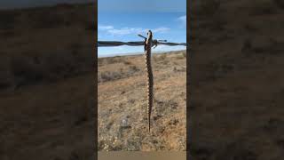Il Protocollo del Macellaio: La Biomeccanica dell'Averla (Loggerhead Shrike) #naturaletale #animals