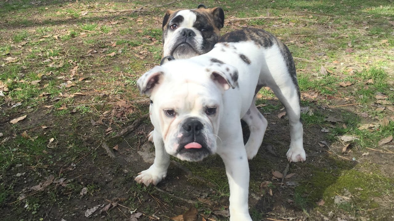 7 month old english bulldog