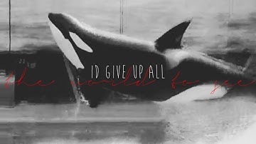 Lucy ~ Deceased Orca MEP - Part 3 with Taima