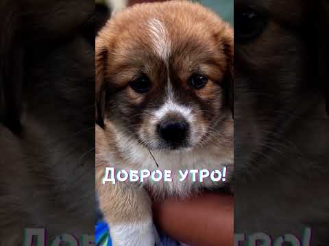 Доброе утро! Пушистый привет!