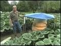 Giant Pumpkins