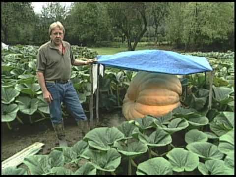 فيديو: كيف تنمو اليقطين الزخرفية