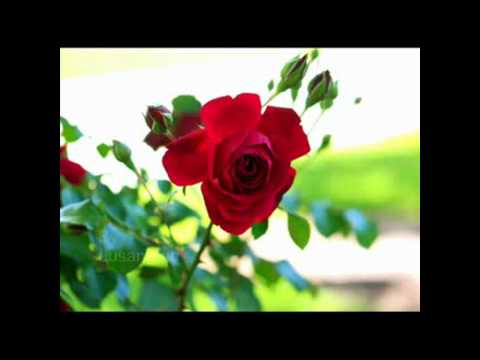 YouTubeTamil sad songMalarkalai Padaiththa
