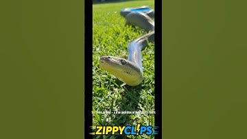 Olive Python: Australia’s Hidden Jewel #animals #wildlife #cute #facts #OlivePython #nature