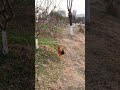 This auntie was walking her pet—a chicken—in the park