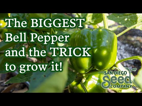 Video: Čo je to kalifornská paprika – pestovanie kalifornskej papriky