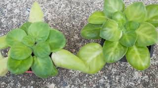 Is Your African Violet Plant Getting TOO MUCH LIGHT or NOT ENOUGH LIGHT??? Signs to Look Out For