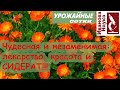 Цветы как сидераты. Ч. 3. Календула - простой цветок с удивительными свойствами!