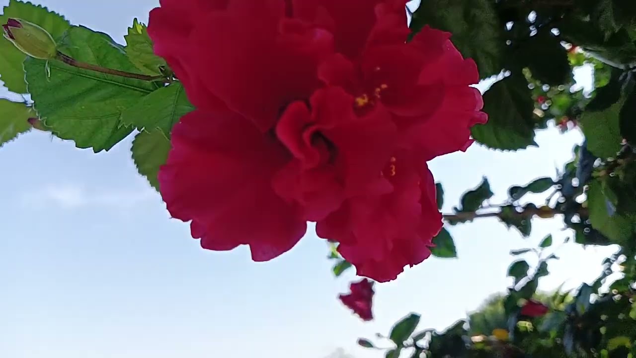 Best flowers in India (red flowers