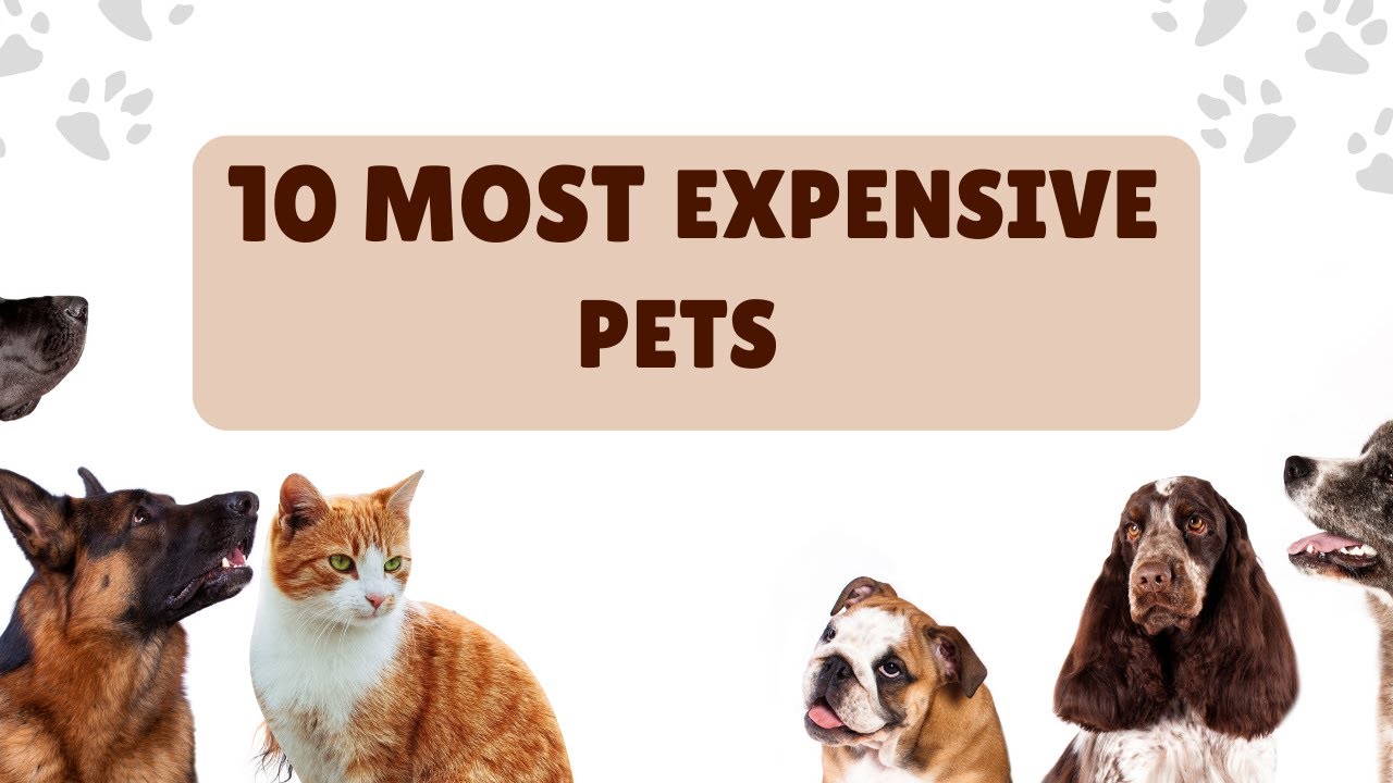 Top 10 most expensive pets YouTube
