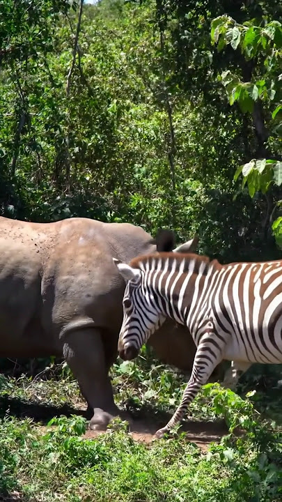 one tiger One Man fight 🐅🐅 #reels #viral #share #comedy #funny #subscribe #shorts