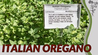 ITALIAN OREGANO Growing Tips and Information! (Origanum x majoricum)