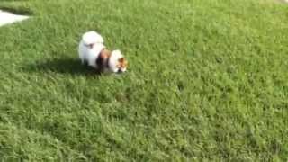 Sages Journey - An Amazing Recovery Story