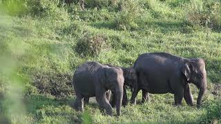 Elephants: Lives of Towering Giants