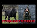 El supremo Presa Canario