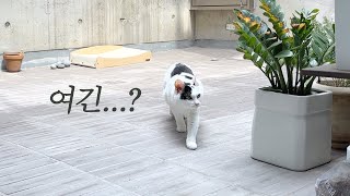 기껏 집냥이 됐더니 종종 바깥생활하라고 처방받은 고양이가 있다? vlog