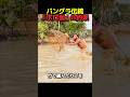 バングラの伝統漁法