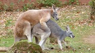 Kangaroo Meeting  2019 Latest Video