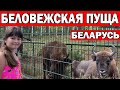 ЧТО ПОСМОТРЕТЬ В БЕЛАРУСИ - БЕЛОВЕЖСКАЯ ПУЩА / Большие вольеры с животными / Беларусь 2020