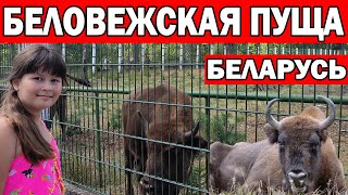 ЧТО ПОСМОТРЕТЬ В БЕЛАРУСИ - БЕЛОВЕЖСКАЯ ПУЩА / Большие вольеры с животными / Беларусь 2020