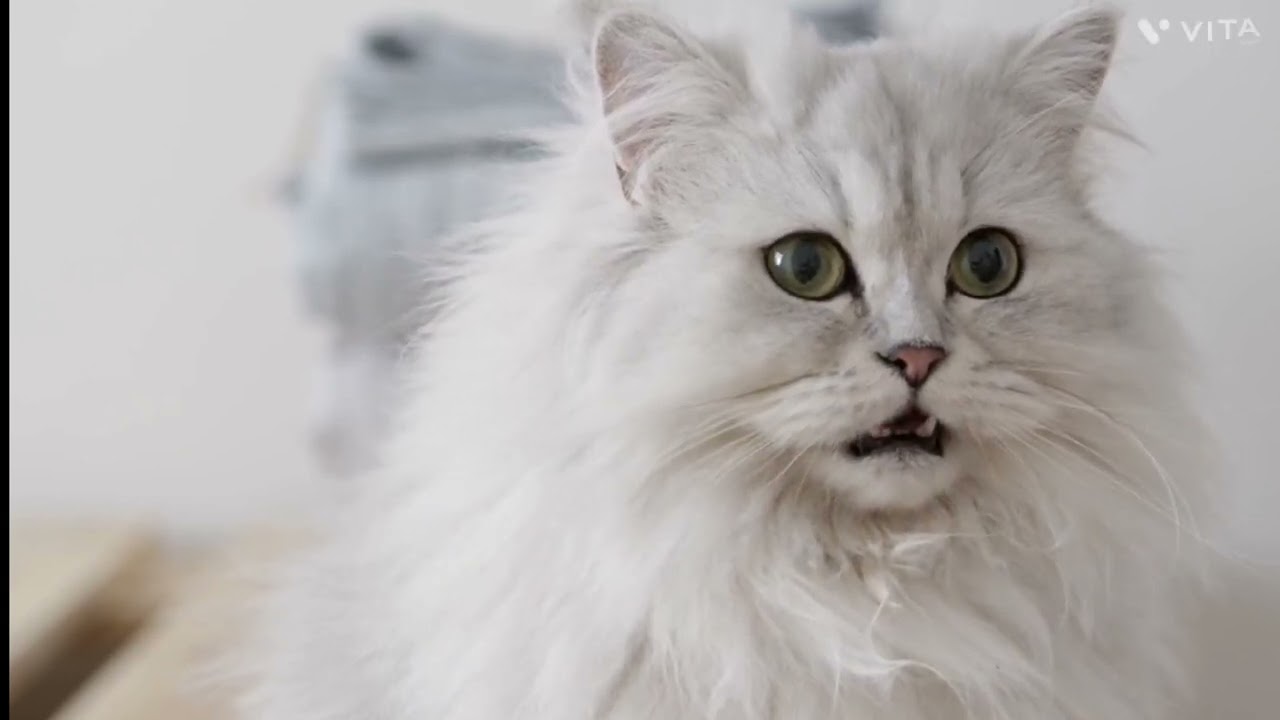 cute cats | cute and funny cat videos compilation #1 Dww animals