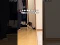 興奮するとたまにこういうフォルムになる猫ww #やんのかステップ #サンバ #shorts