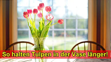 Wie pflegt man Tulpen in der Vase?