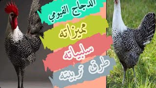 معلومات جد مهمة ولأول مرة على اليوتيوب تفيد كل مربي للدجاج الفيومي