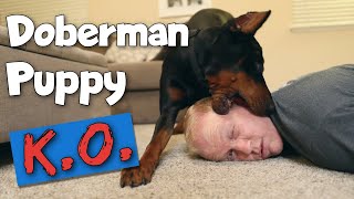 The 3 Major First-Year Struggles of Doberman Ownership