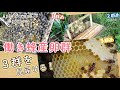 【日本ミツバチ巣枠式】働き蜂産卵群のハチさんたち🐝🥚3群の巣箱を最後まで見届ける😌✨✨