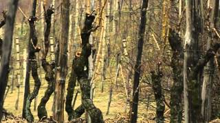 Zabranjena ljubav 451