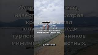 Невероятно, но… в Японии существует остров, населенный кроликами. | #shorts