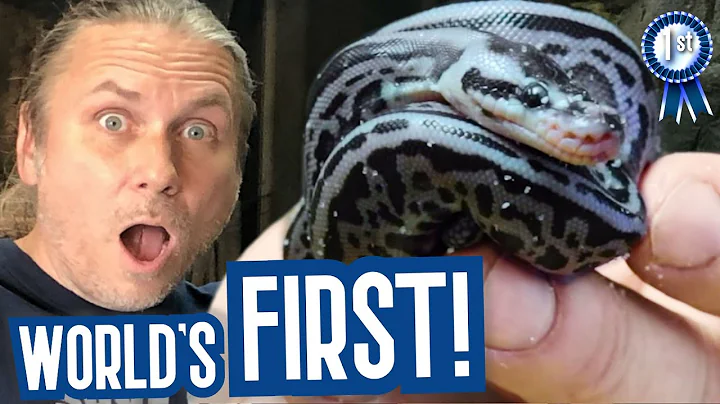WORLDS FIRST!! *NEW* BABY BALL PYTHON BORN (Super ...