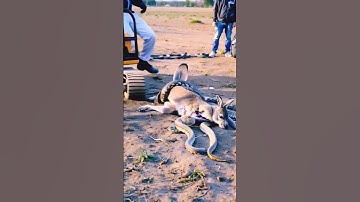 Man trying to protect baby kangaroo from python#python #kangaroo #pythonvskangaroo #wildanimal #wild
