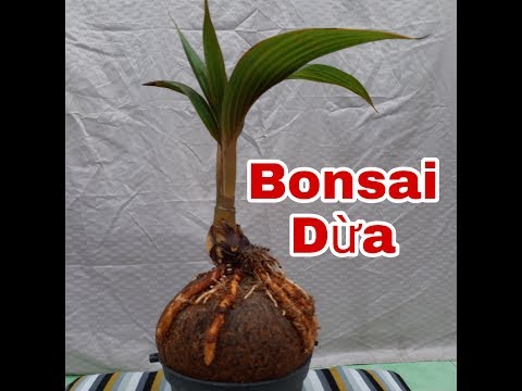 Video Cách trồng bonsai dừa(dừa kiểng)từ cây dừa con/ How to... - youtube