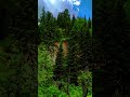 Вечнозелёный Алтай: натуральный антивирус против суеты. #shorts #travel #nature