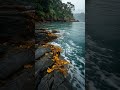 Temperate Kelp-Fringed Rocky Bay — Fog, Forest & Cold Blue Water