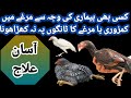              مرغوں کو کمزوری ہو تو کیسے ٹریٹ