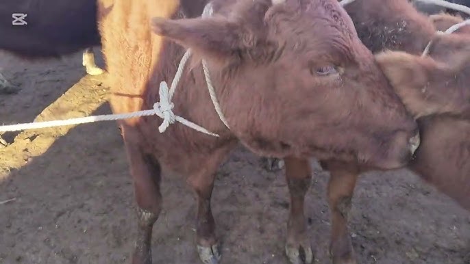 Жалаңаш Меган Ори