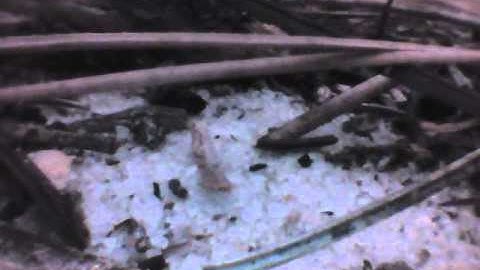 VJ-Advance Video Borescope - Ant Hill Inspection - ViewTech Borescopes