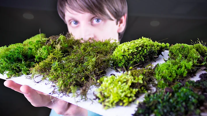 Collecting & Identifying Moss