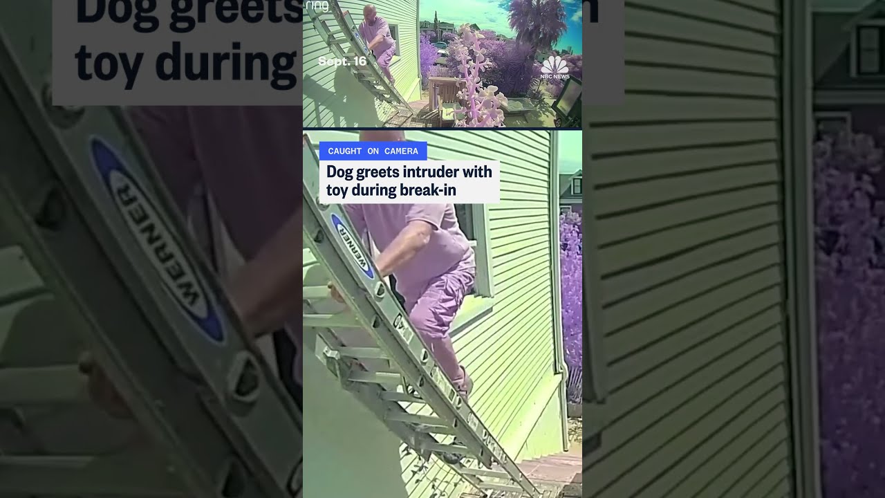 Dog greets intruder with toy during break-in
