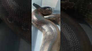 Black Sumatran short tail python