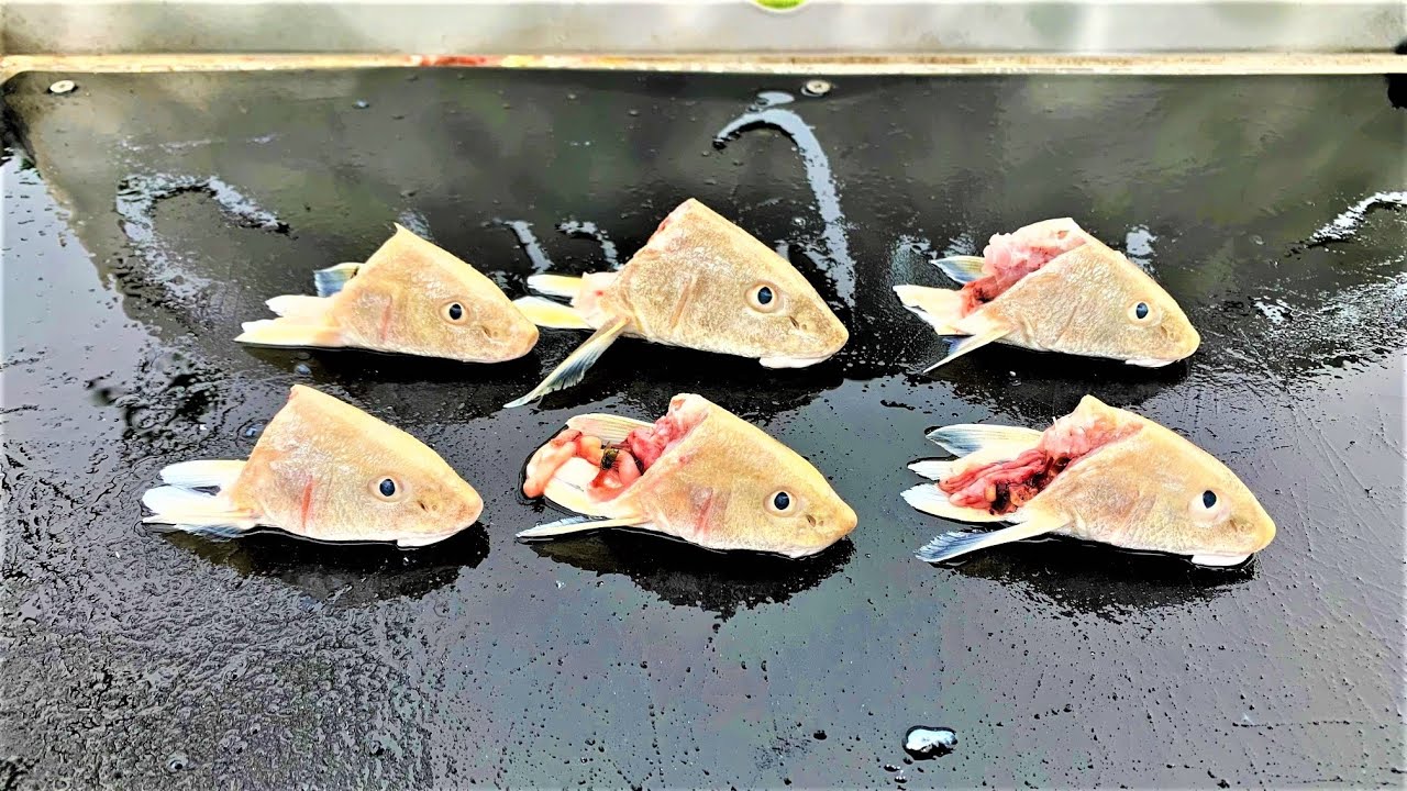 This is WHAT HAPPENS when you use CUT BAIT SURF FISHING ***UNDERWATER